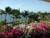 Flowers from balcony_thumb.jpg 3.0K